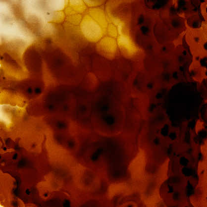 zhidden - Tortoiseshell